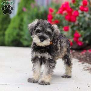 Charlie, Miniature Schnauzer Puppy